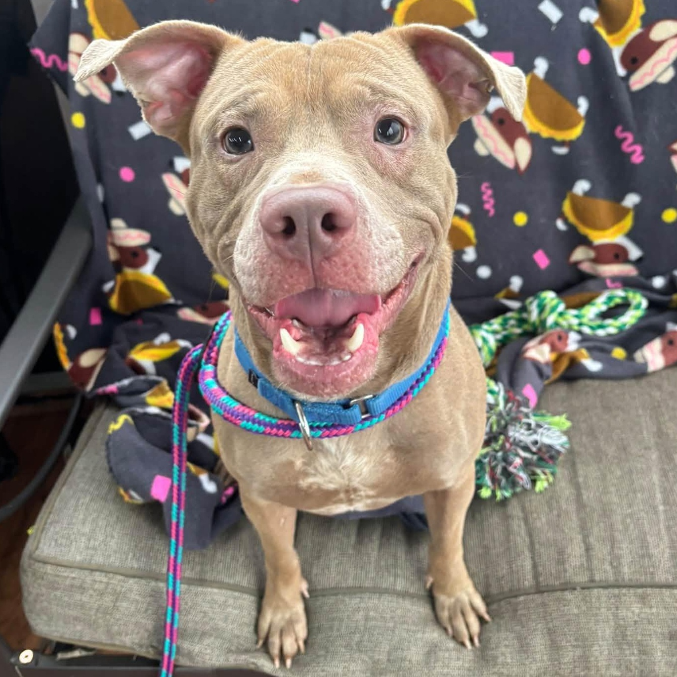 Enlarge Champagne, a Adoptable Terrier in North Syracuse, NY image 1/6