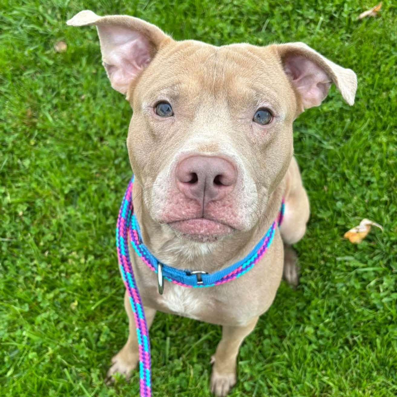 Enlarge Champagne, a Adoptable Terrier in North Syracuse, NY image 2/6