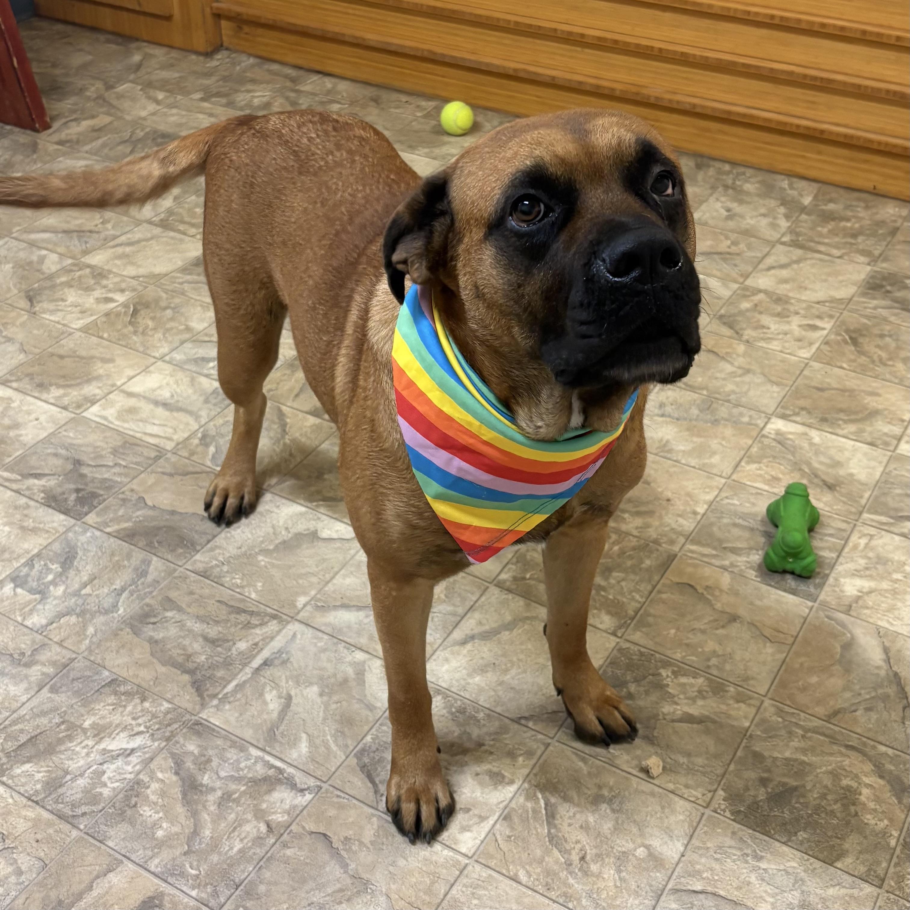 Enlarge Jenna, a Adoptable mixed breed in Pilot Point, TX image 3/3