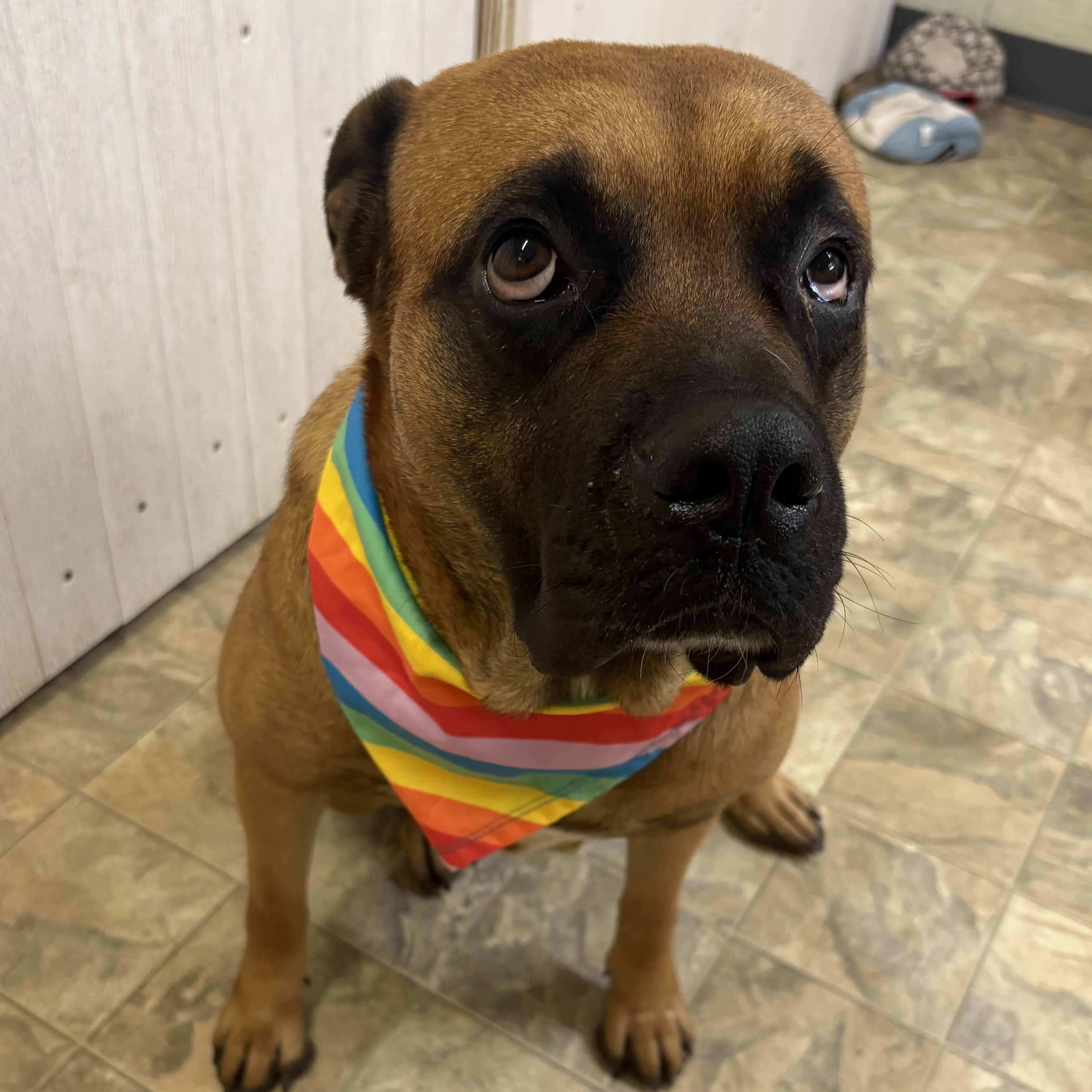 Jenna, Adoptable, Adult Female Boxer.