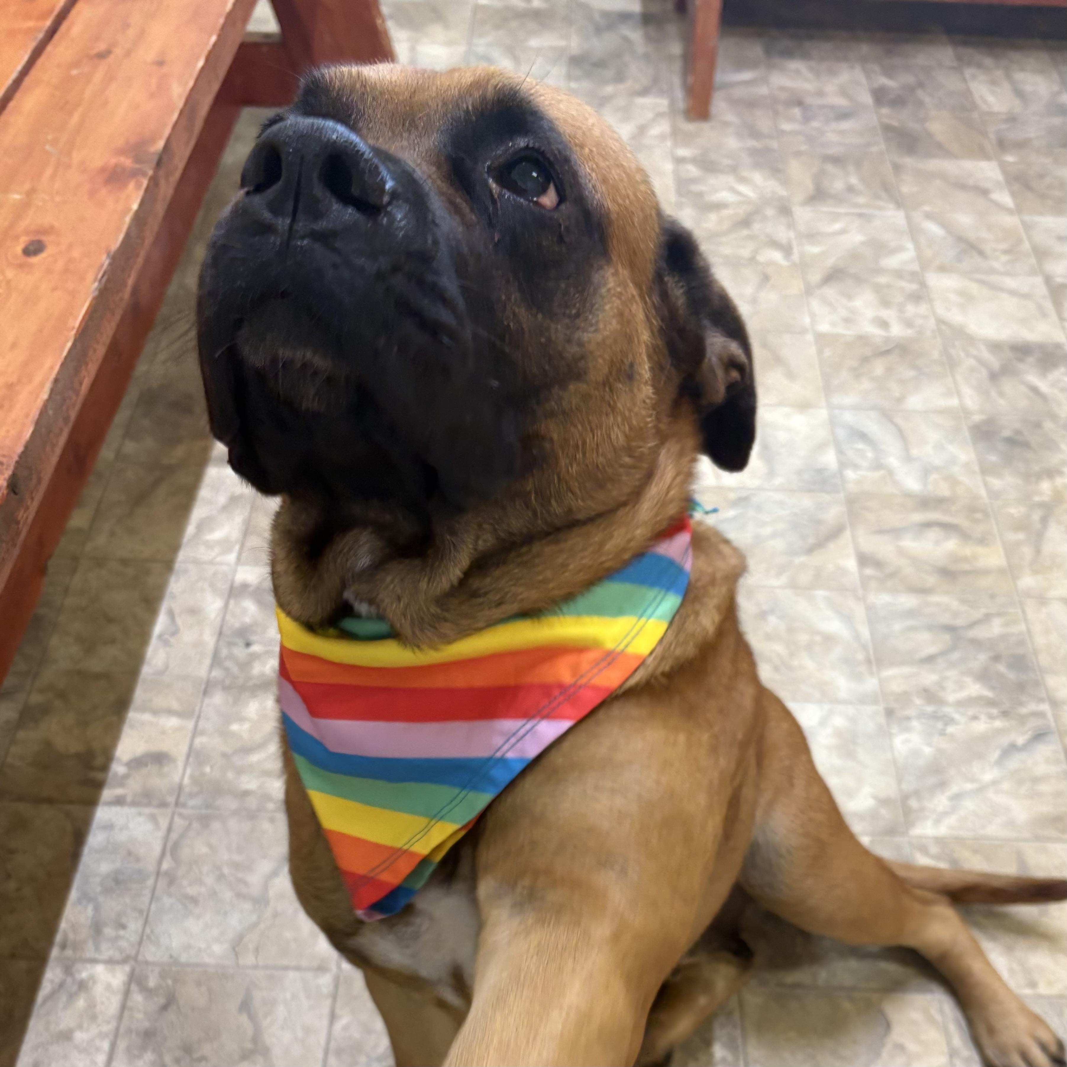 Enlarge Jenna, a Adoptable mixed breed in Pilot Point, TX image 2/3