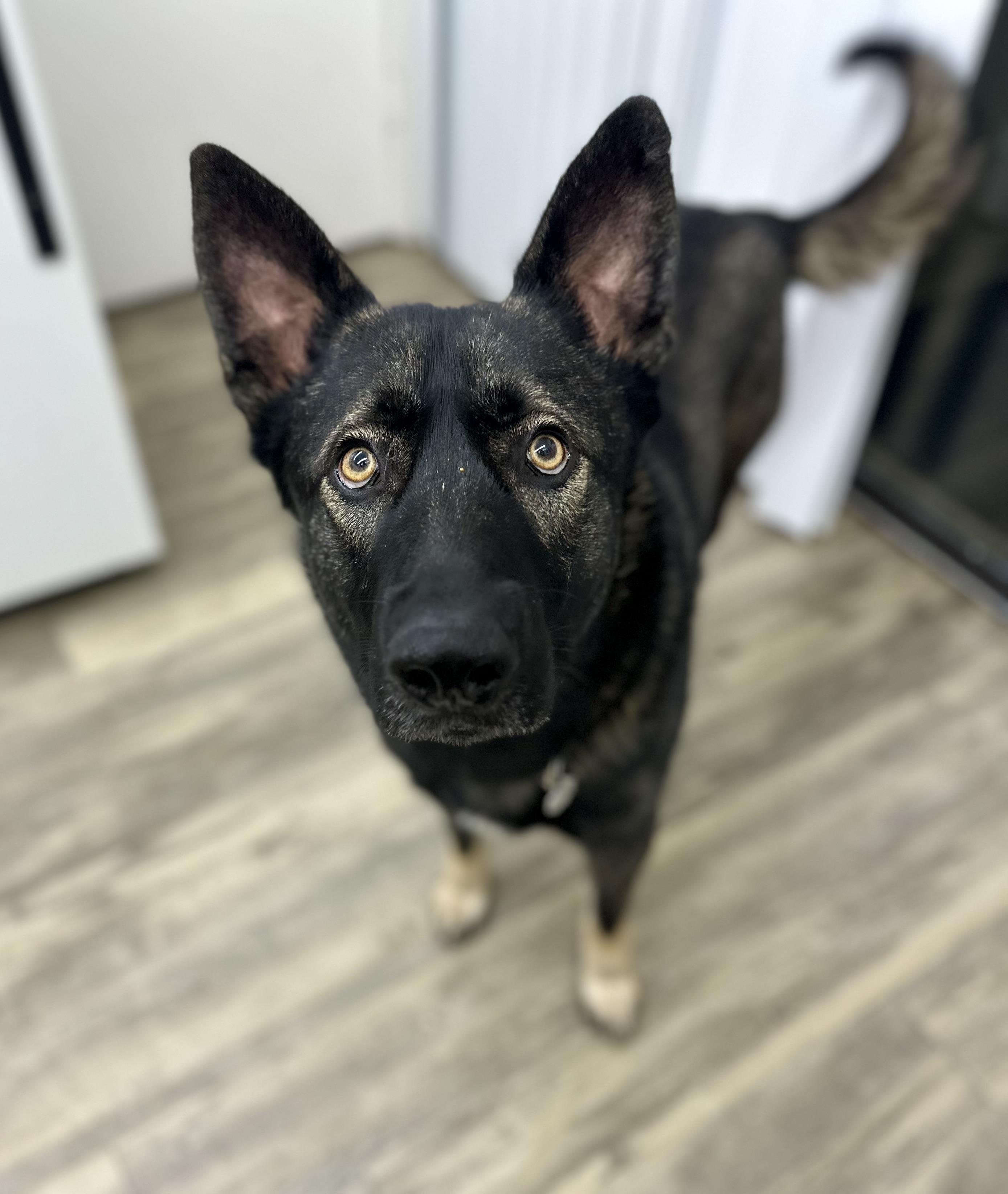 Enlarge Charleston 0325, a Adoptable mixed breed in Sonora, CA image 3/6