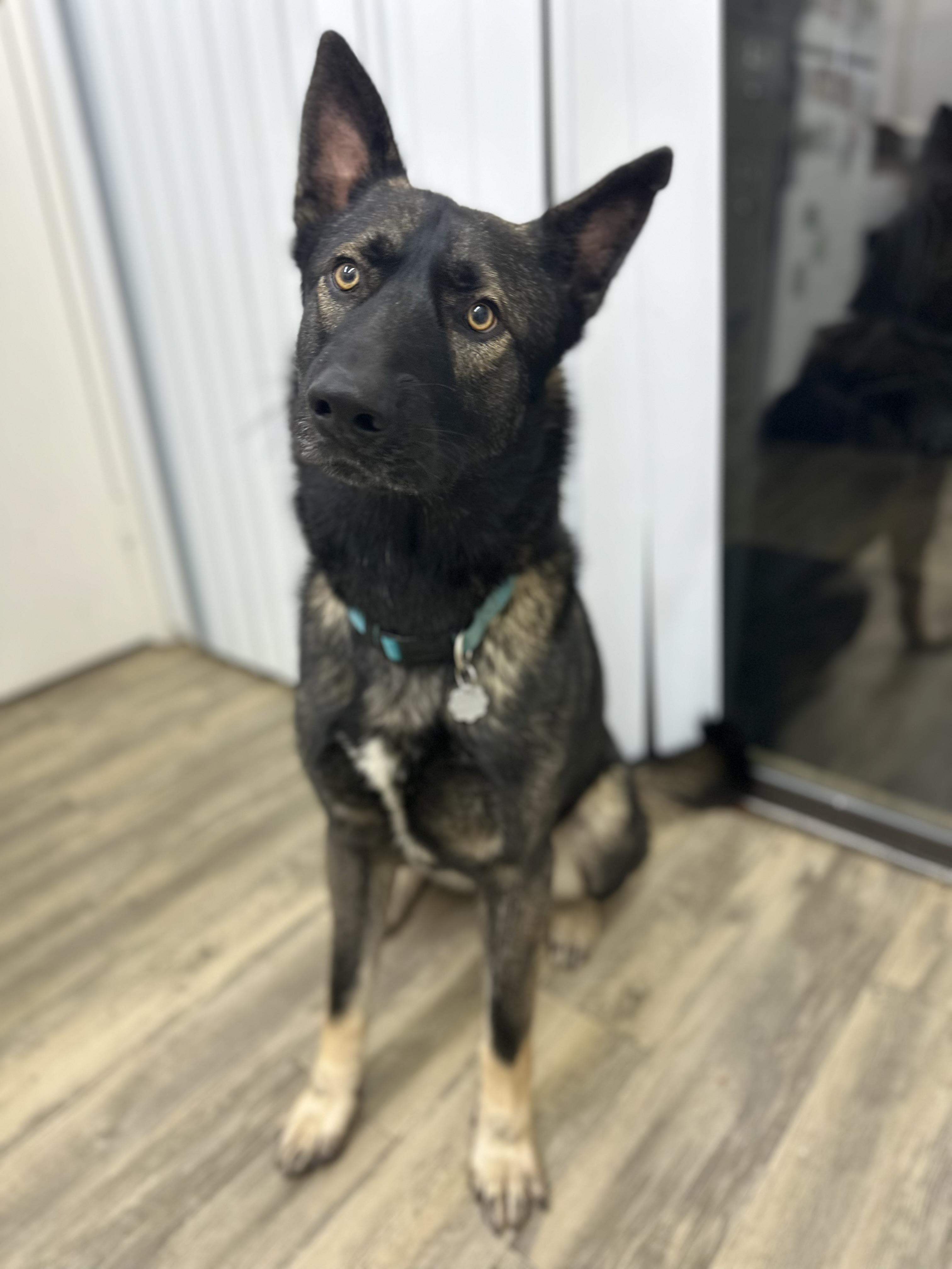 Enlarge Charleston 0325, a Adoptable mixed breed in Sonora, CA image 2/6