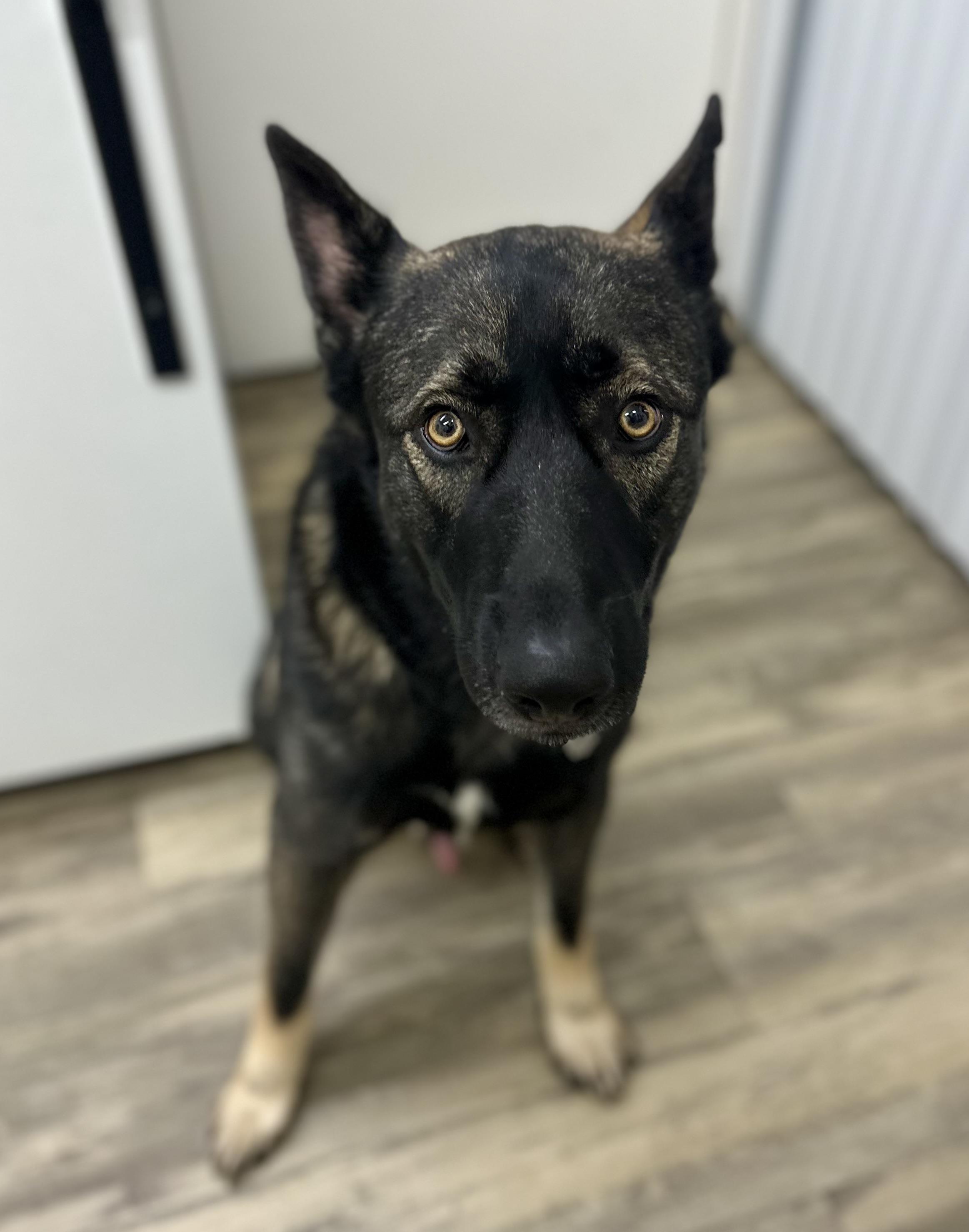 Enlarge Charleston 0325, a Adoptable mixed breed in Sonora, CA image 6/6