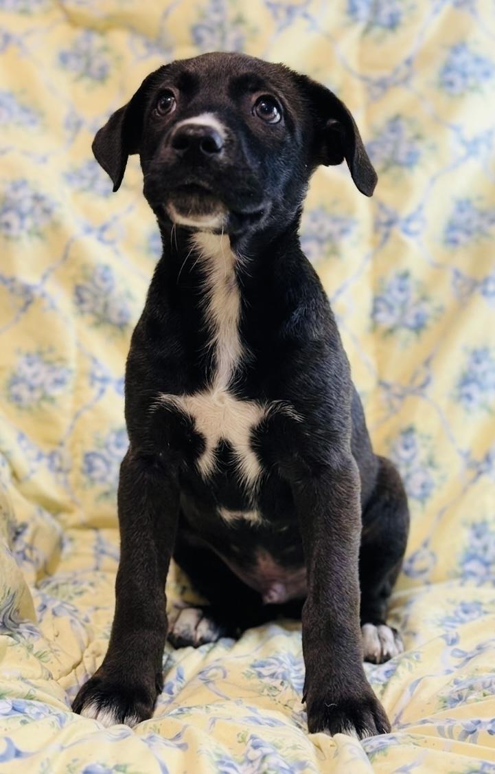Atticus, adopted, Puppy Male Mixed Breed.