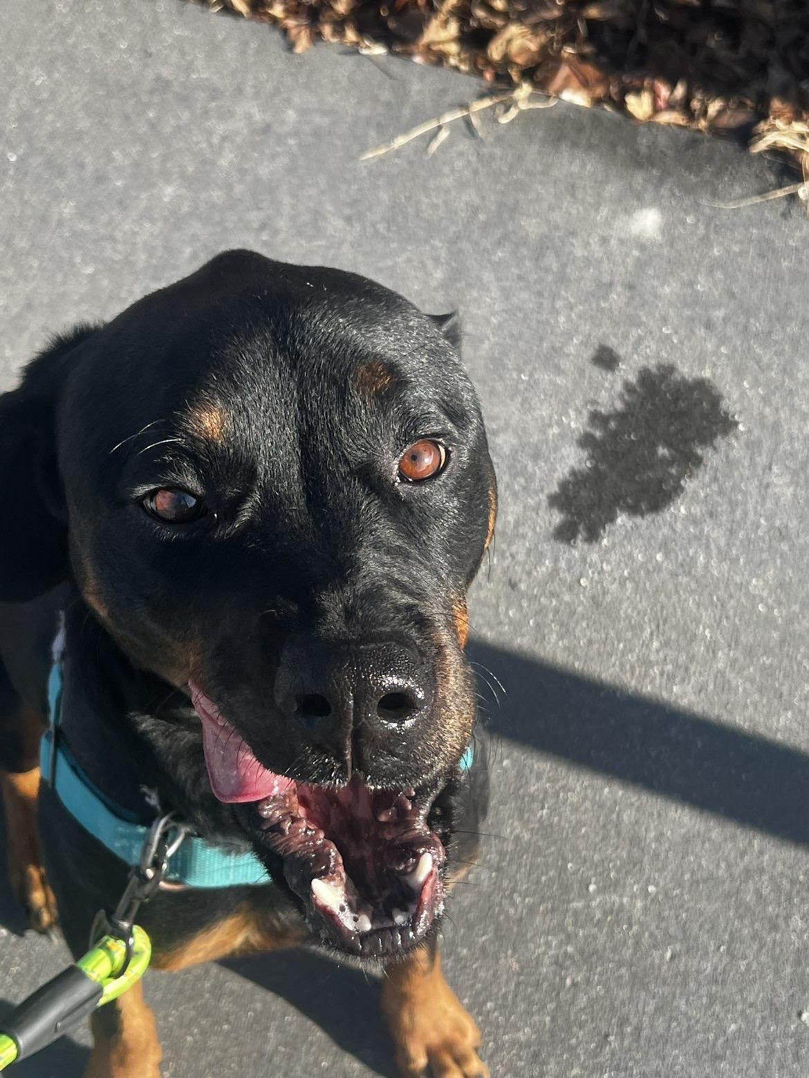Onyx, an adopted Rottweiler in Valparaiso, IN image 3/4