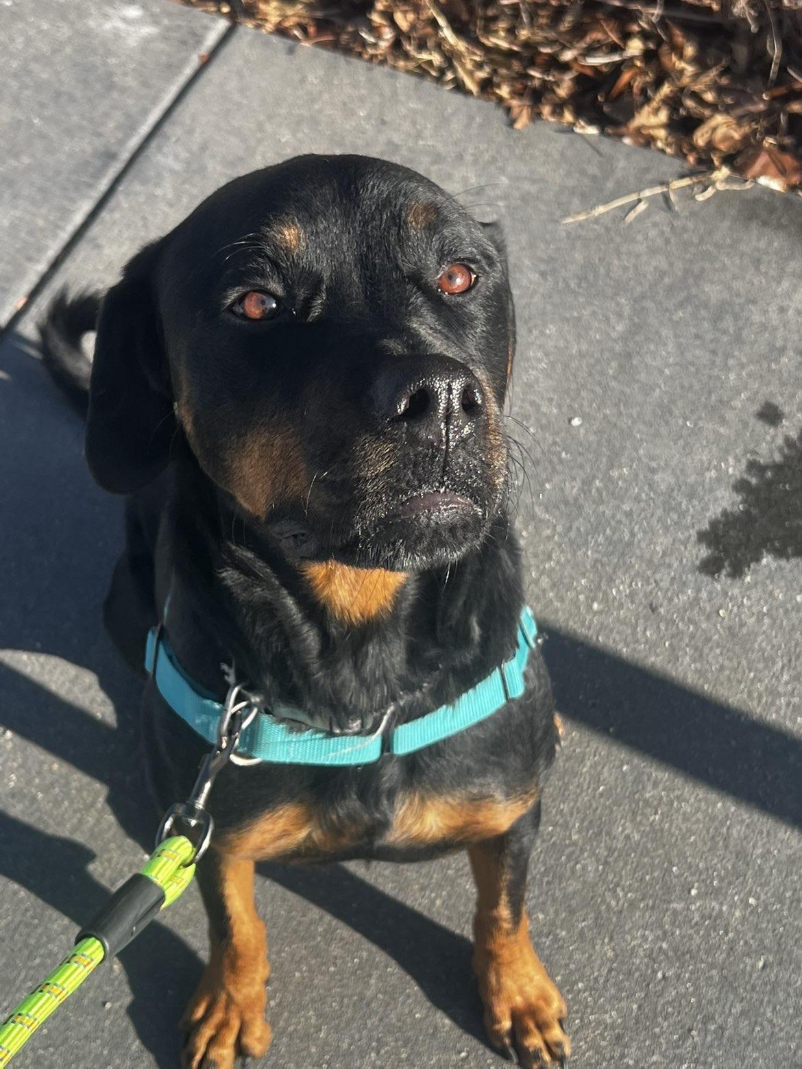 Onyx, an adopted Rottweiler in Valparaiso, IN image 4/4