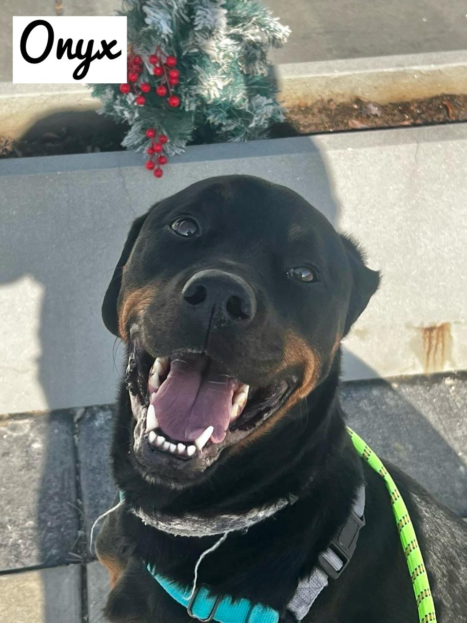 Onyx, adopted, Adult Female Rottweiler.