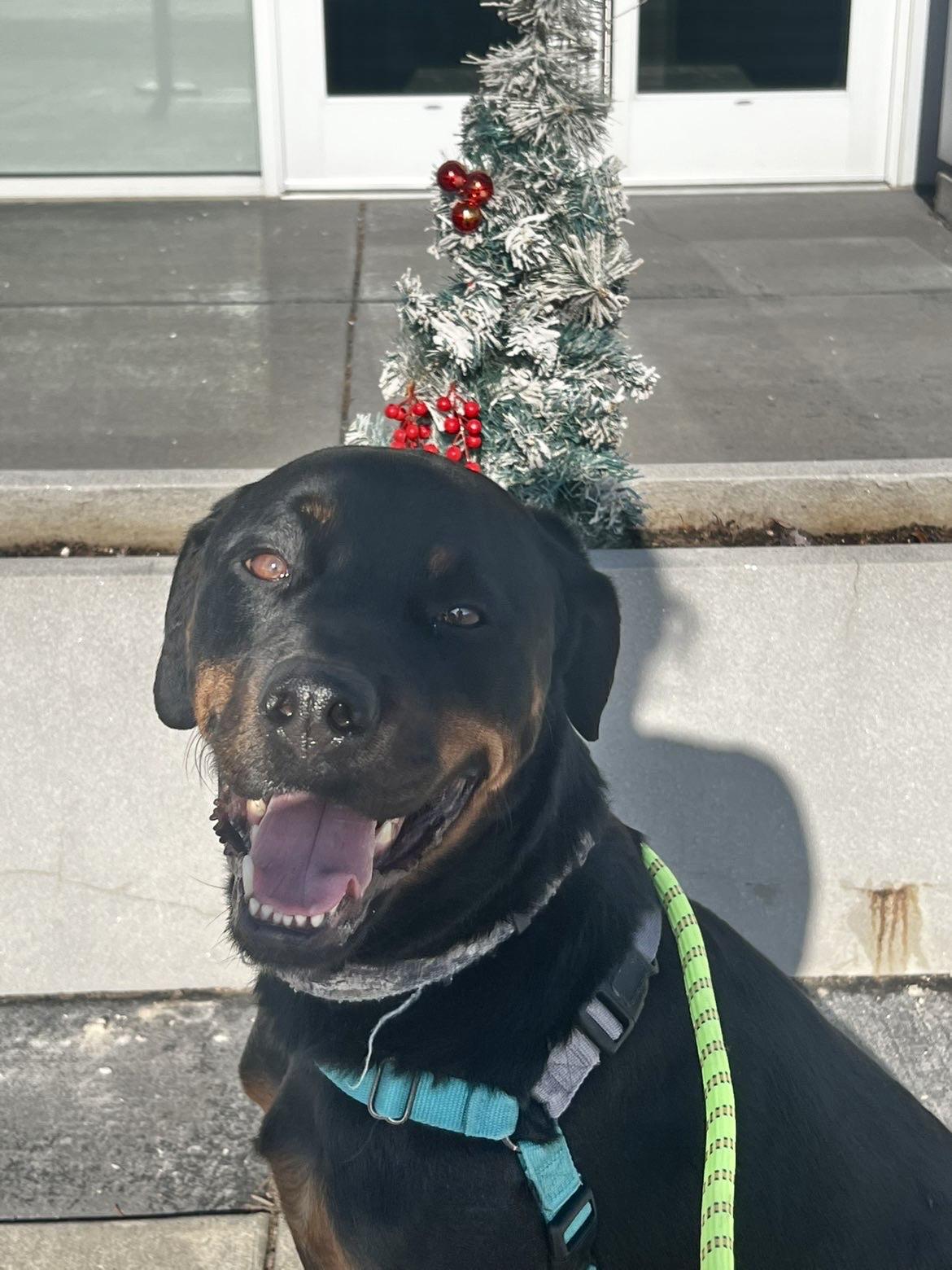 Onyx, an adopted Rottweiler in Valparaiso, IN image 2/4