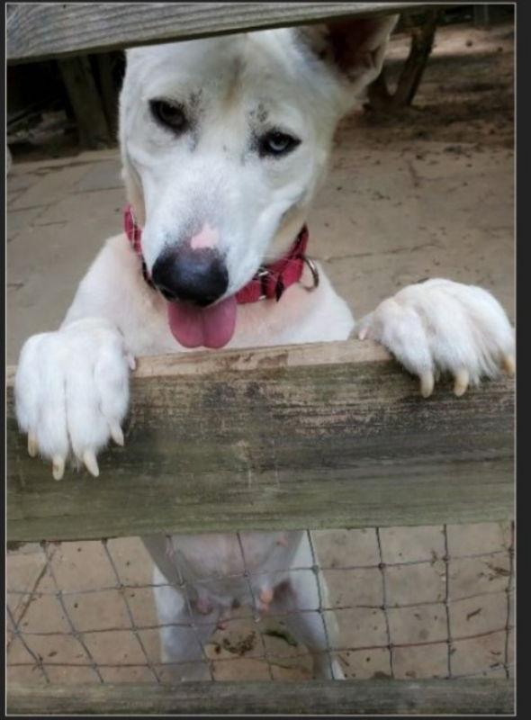Snow White ("Snowy"), a Adoptable mixed breed in Winston Salem, NC image 2/6