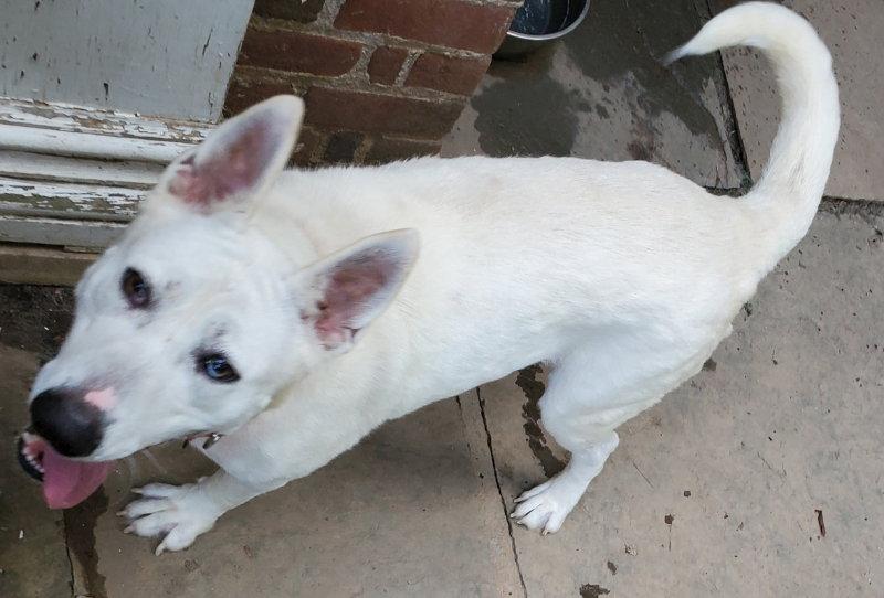 Enlarge Snow White ("Snowy"), a Adoptable mixed breed in Winston Salem, NC image 1/3