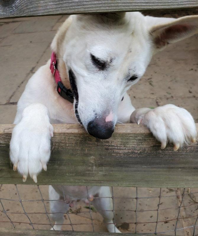 Enlarge Snow White ("Snowy"), a Adoptable mixed breed in Winston Salem, NC image 2/3