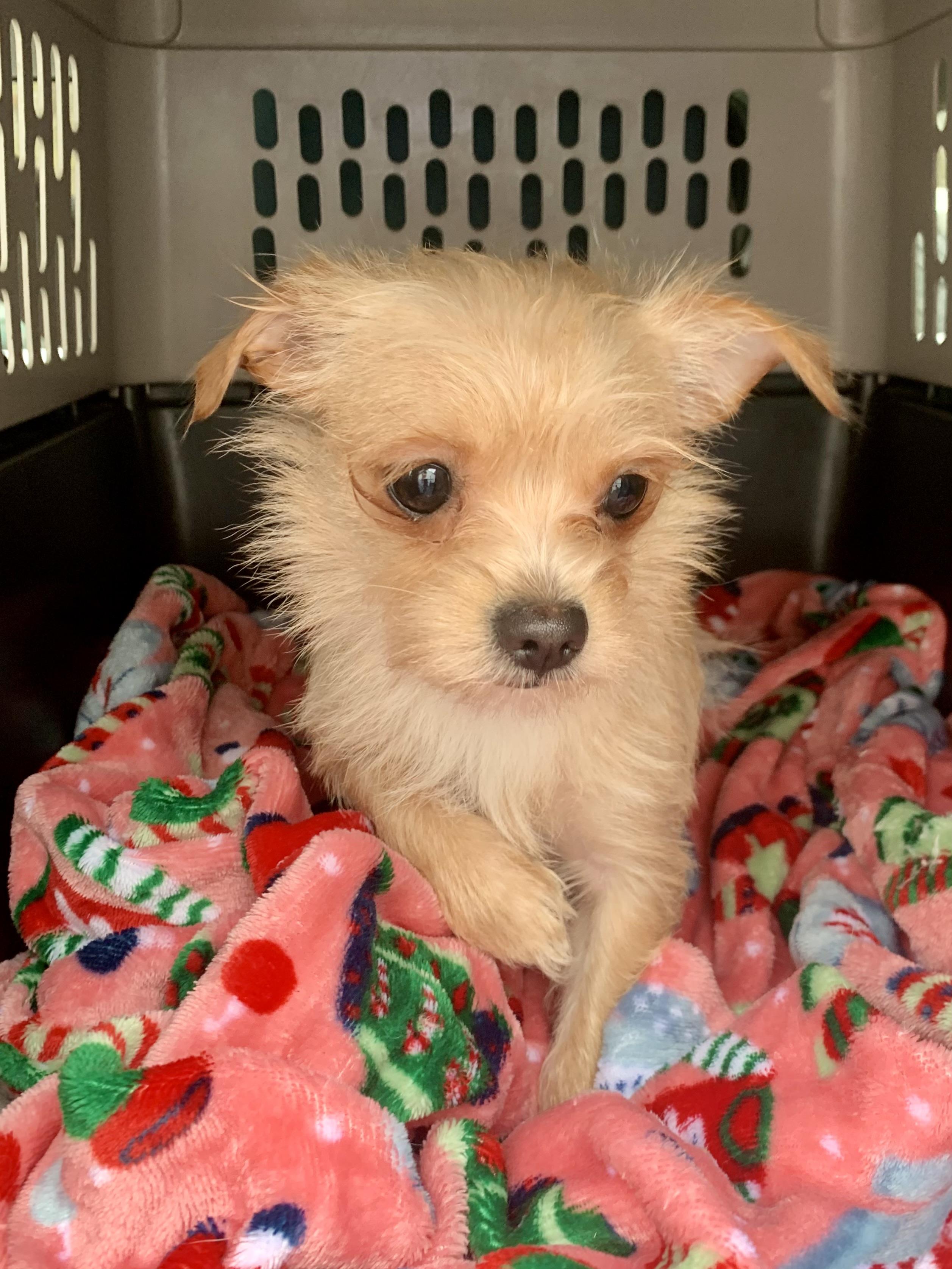 Chloe , a ADOPTABLE mixed breed in Richmond, VA image 4/4