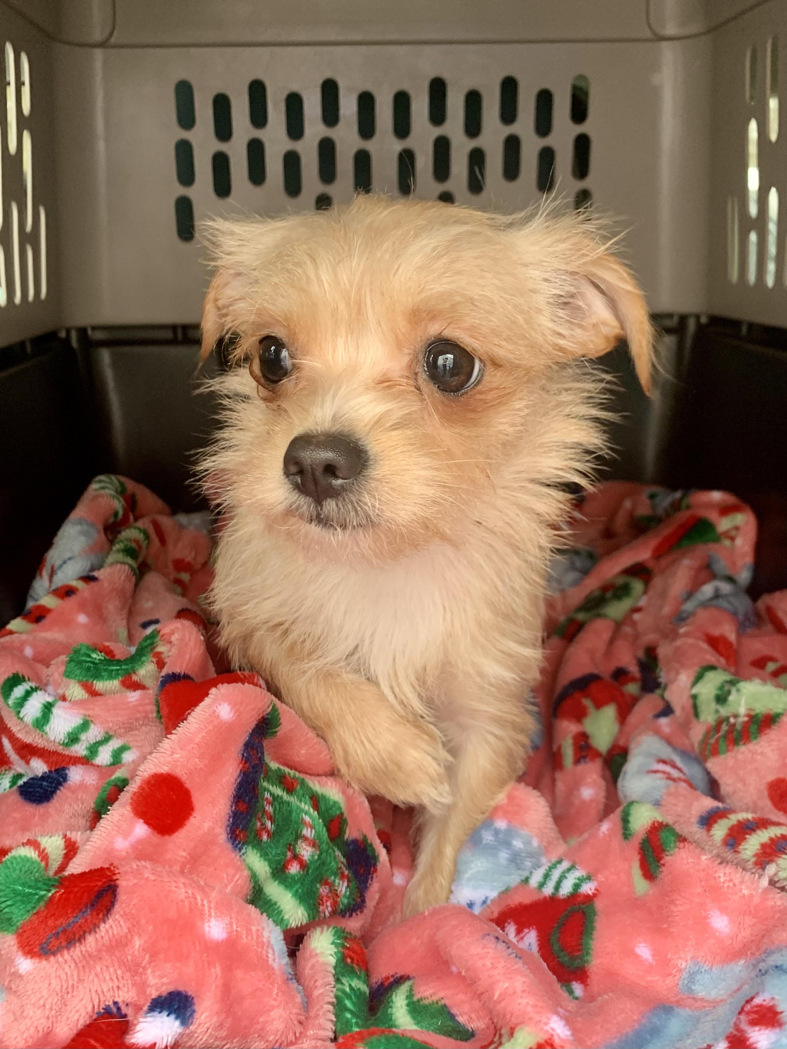 Chloe , a ADOPTABLE mixed breed in Richmond, VA image 3/4