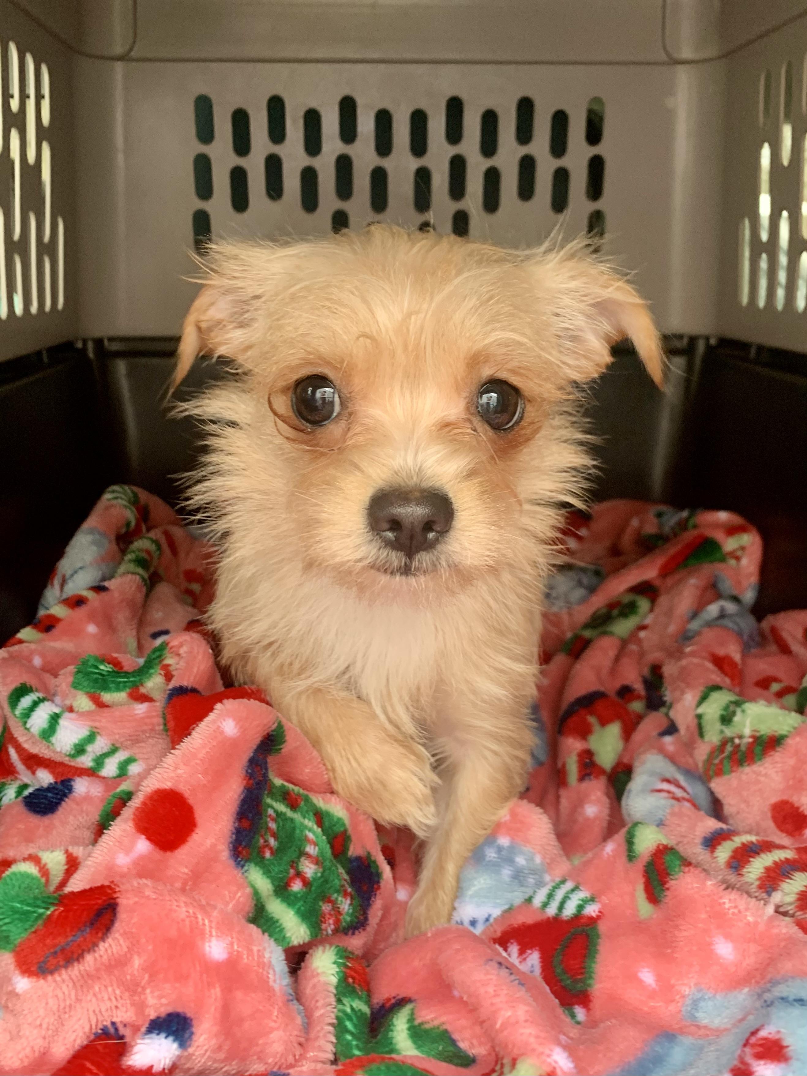 Chloe , a ADOPTABLE mixed breed in Richmond, VA image 2/4