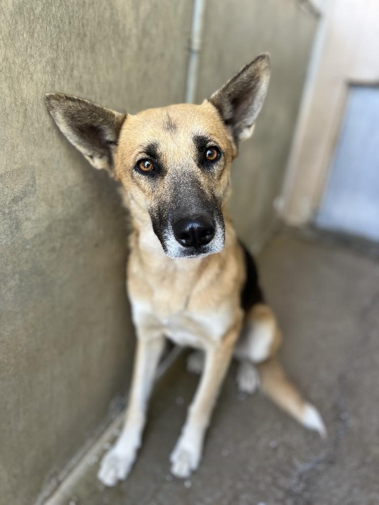 Journey, Adoptable, Adult Female German Shepherd Dog.