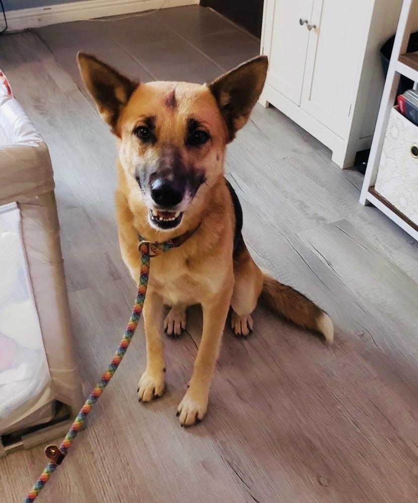 Journey, a Adoptable mixed breed in Pleasant Hill, CA image 2/3