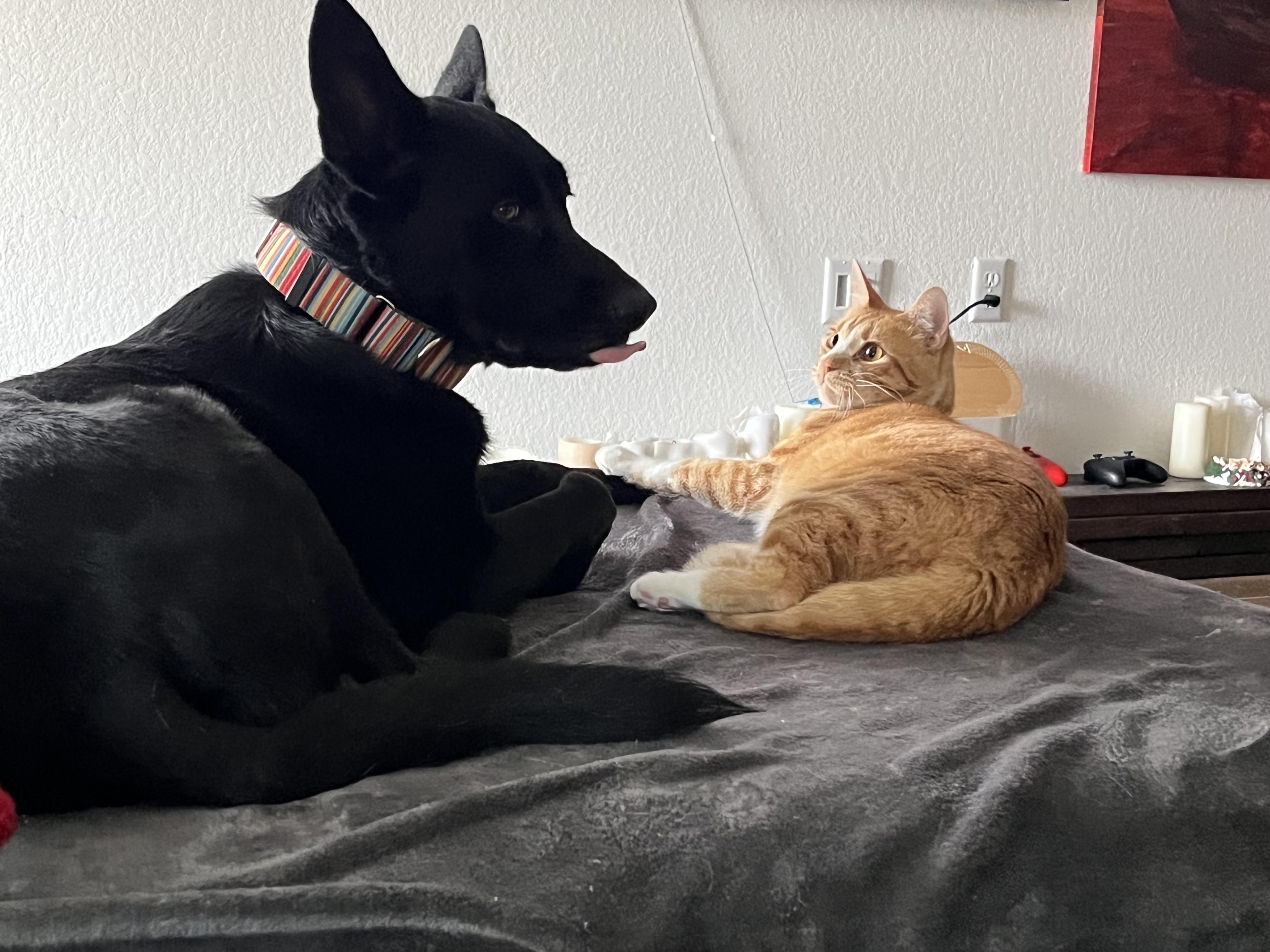Enlarge NYX, a Adoptable mixed breed in Pflugerville, TX image 2/6