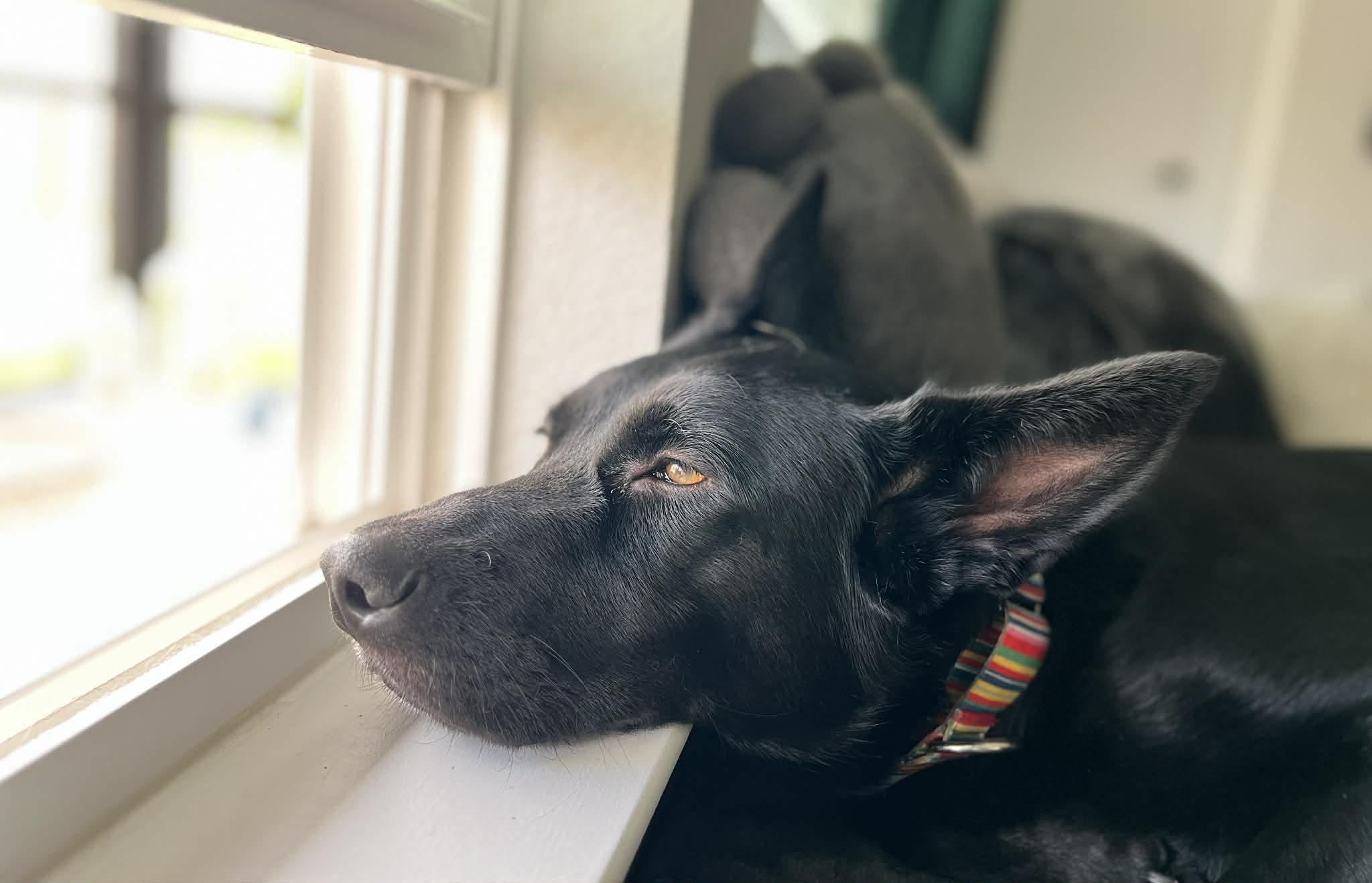 Enlarge NYX, a Adoptable mixed breed in Pflugerville, TX image 1/6