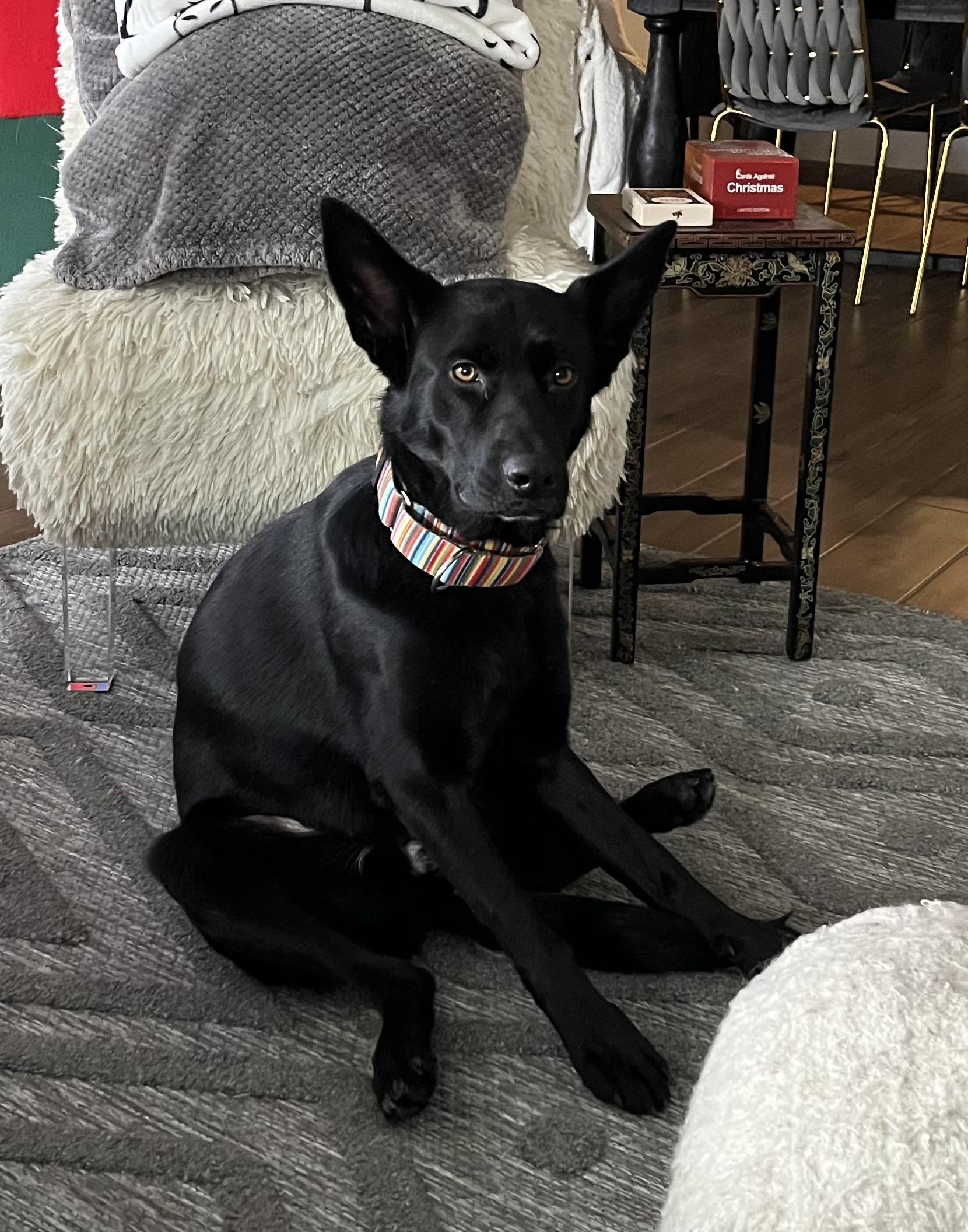 Enlarge NYX, a Adoptable mixed breed in Pflugerville, TX image 3/6