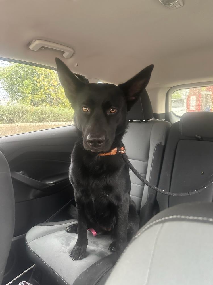 Enlarge NYX, a Adoptable mixed breed in Pflugerville, TX image 4/6