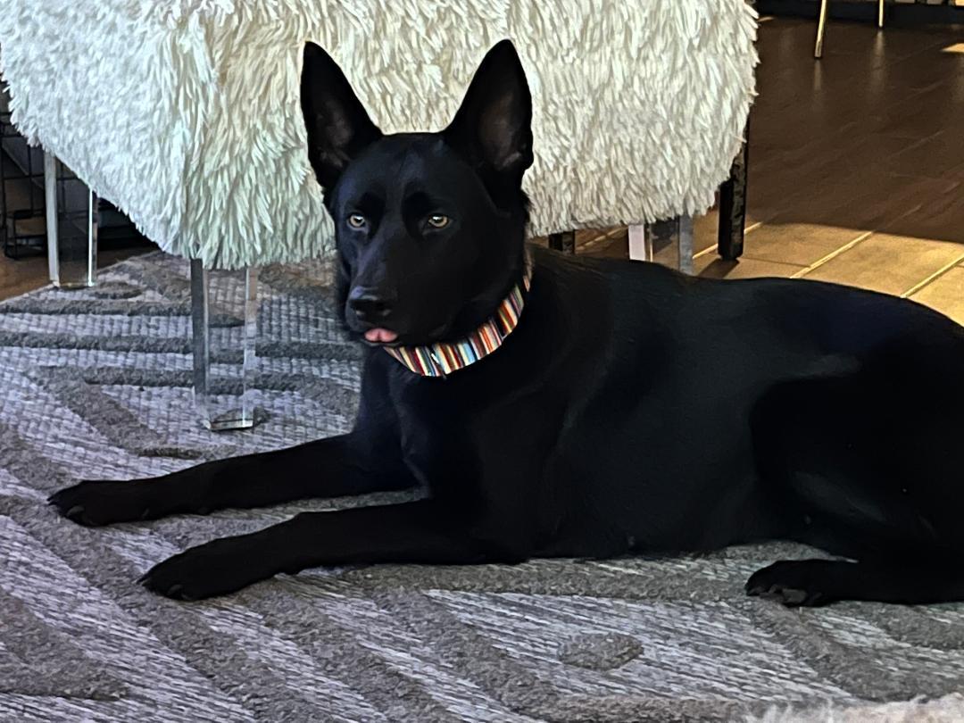 Enlarge NYX, a Adoptable mixed breed in Pflugerville, TX image 6/6