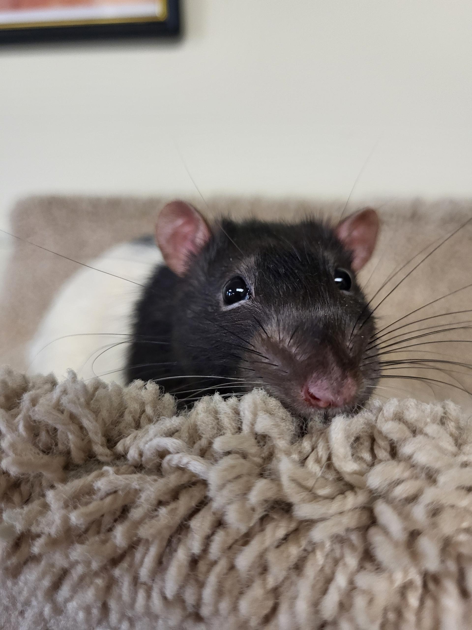 Willie , ADOPTABLE, Young Male Rat.