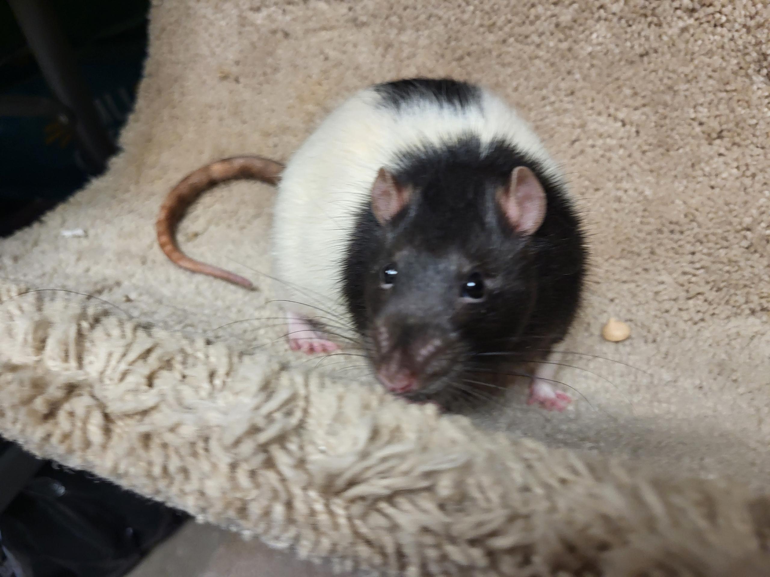 Enlarge Willie , a ADOPTABLE Rat in Clayton, NJ image 2/2