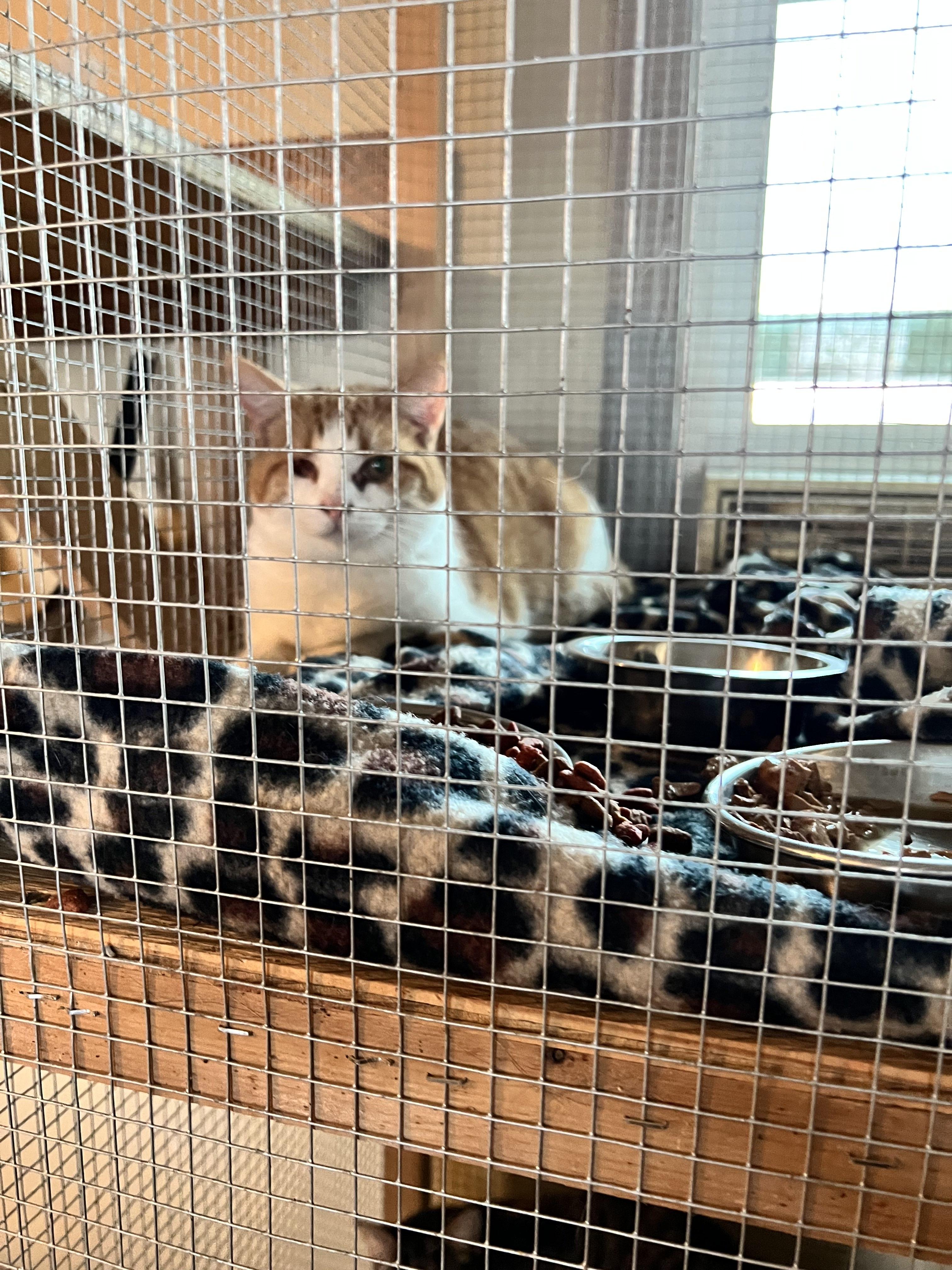 Pirate, ADOPTABLE, Adult Male Domestic Short Hair.