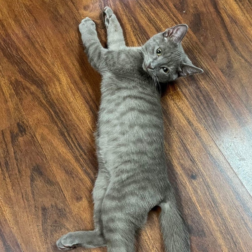 Spice, a Adopted Domestic Short Hair in Albany, NY image 1/6