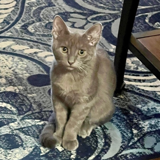 Spice, a Adopted Domestic Short Hair in Albany, NY image 2/6