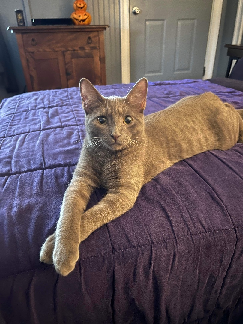 Spice, a Adopted Domestic Short Hair in Albany, NY image 3/6