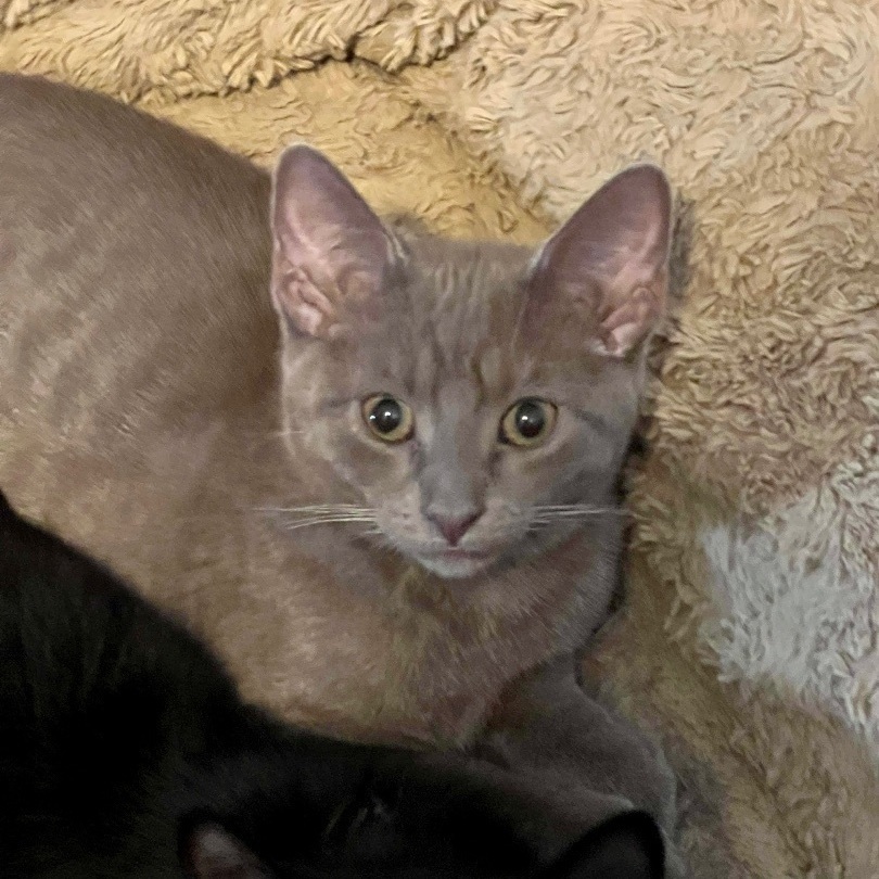 Spice, a Adopted Domestic Short Hair in Albany, NY image 4/6