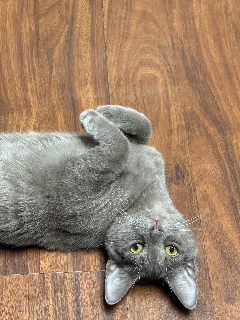 Spice, Adopted, Kitten Male Domestic Short Hair.