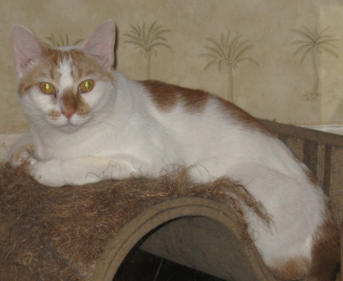 Velvet, a Adoptable Domestic Short Hair in Mobile, AL image 1/6