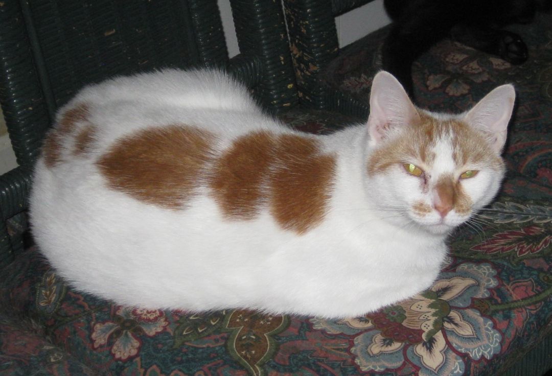 Velvet, a Adoptable Domestic Short Hair in Mobile, AL image 2/6