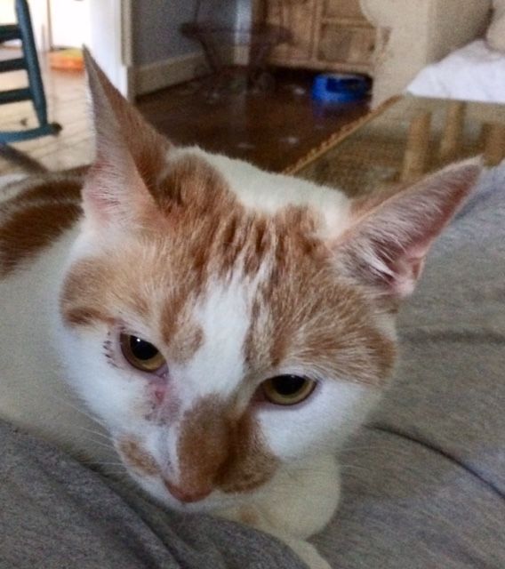 Velvet, a Adoptable Domestic Short Hair in Mobile, AL image 3/6