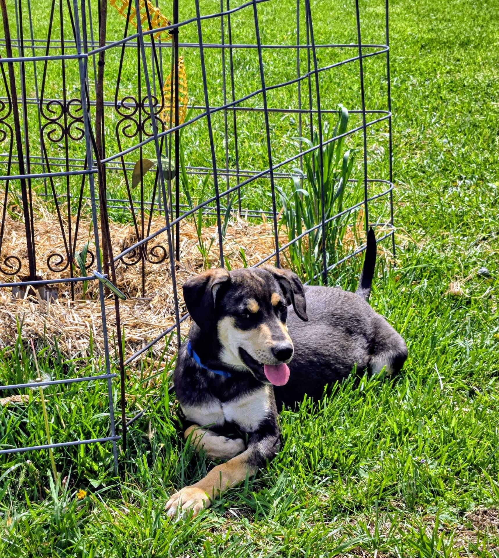 Enlarge Bisbee, a Adoptable mixed breed in Harwinton, CT image 3/6