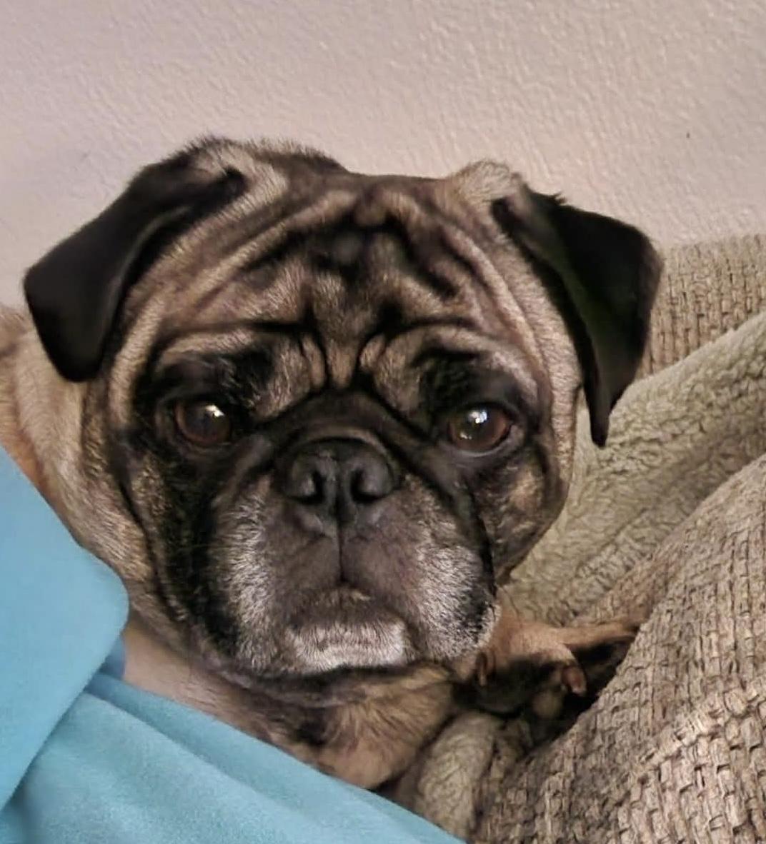 Enlarge Twister , an adopted Pug in North Freedom, WI image 1/3