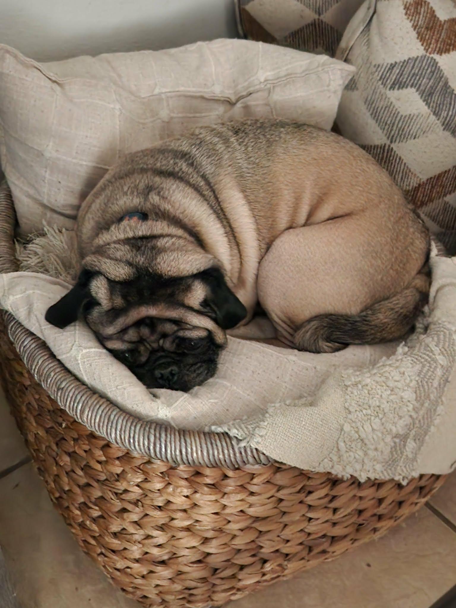 Enlarge Twister , an adopted Pug in North Freedom, WI image 2/3