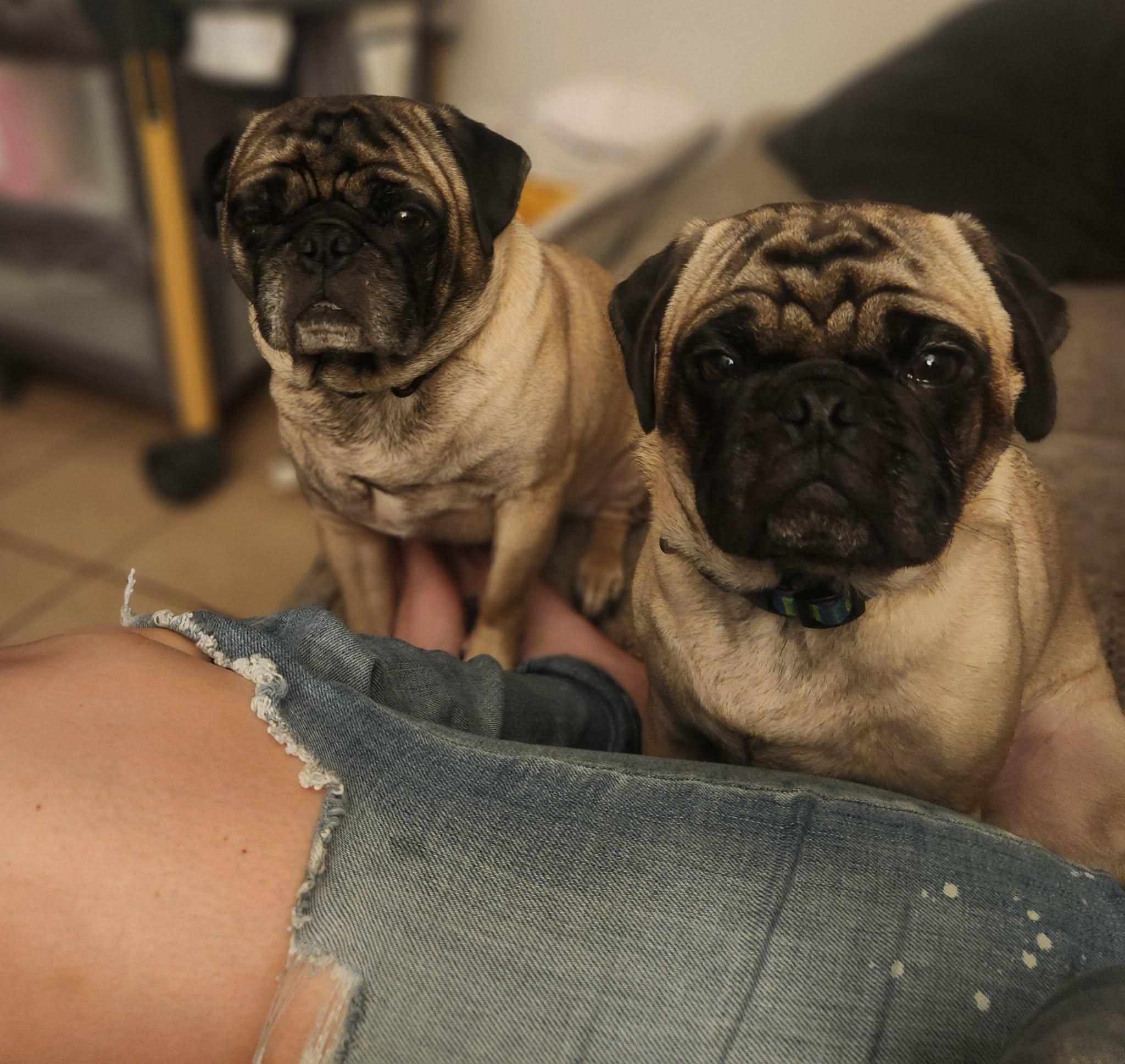 Enlarge Twister , an adopted Pug in North Freedom, WI image 3/3