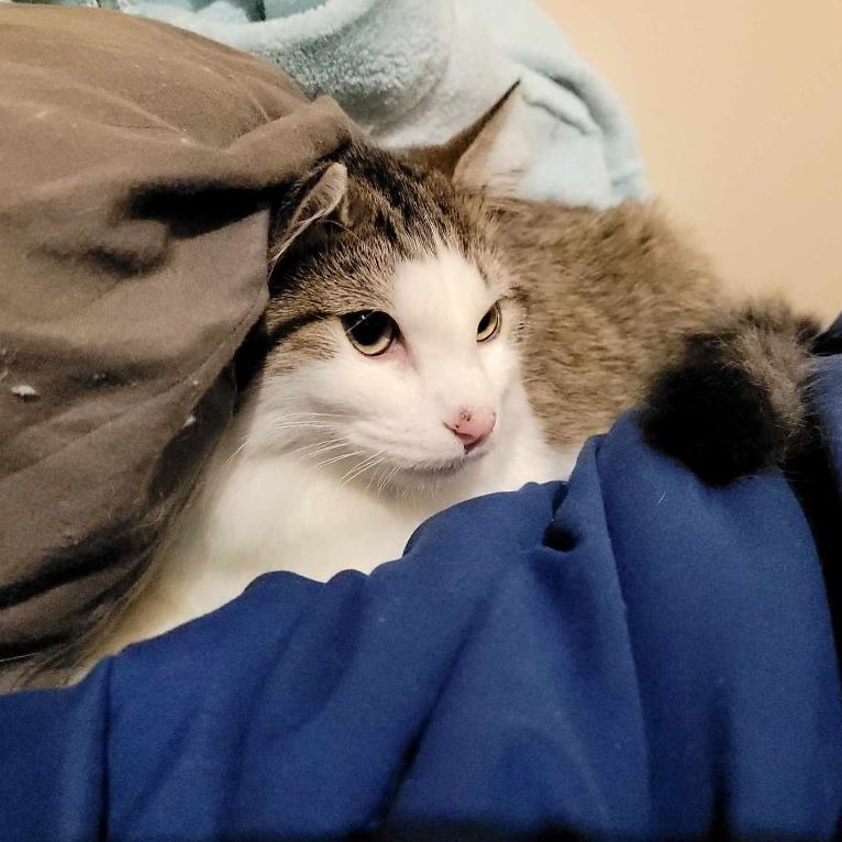 Monica, a Adoptable Domestic Short Hair in Lincolnwood, IL image 1/6