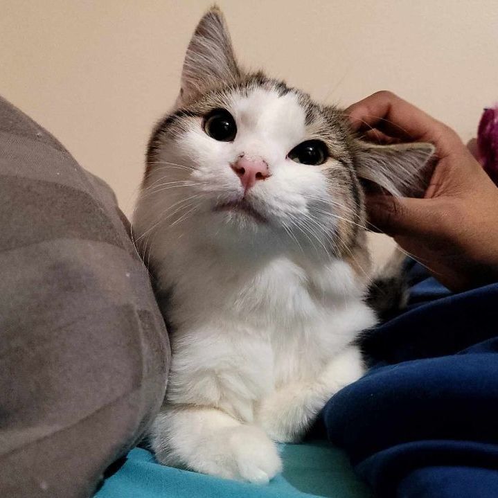 Monica, a Adoptable Domestic Short Hair in Lincolnwood, IL image 2/6