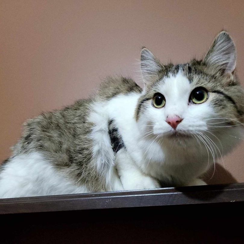 Monica, a Adoptable Domestic Short Hair in Lincolnwood, IL image 3/6