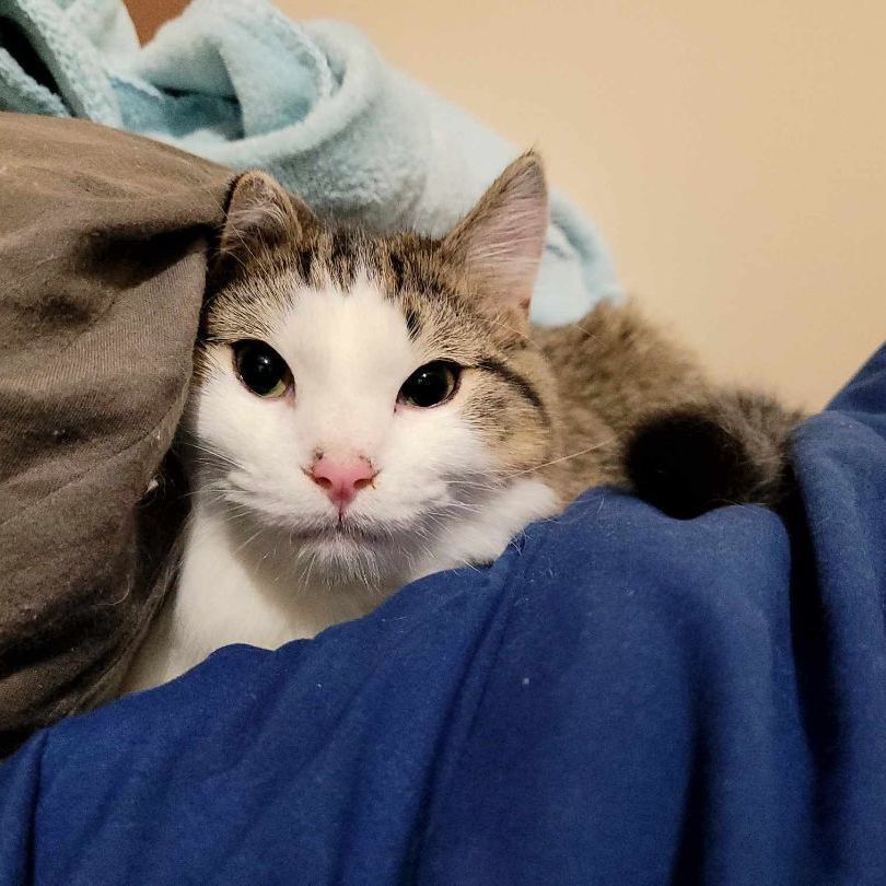 Monica, a Adoptable Domestic Short Hair in Lincolnwood, IL image 4/6