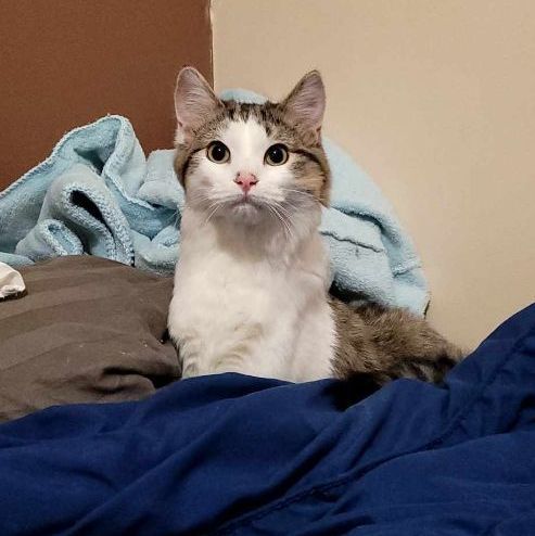 Monica, a Adoptable Domestic Short Hair in Lincolnwood, IL image 5/6