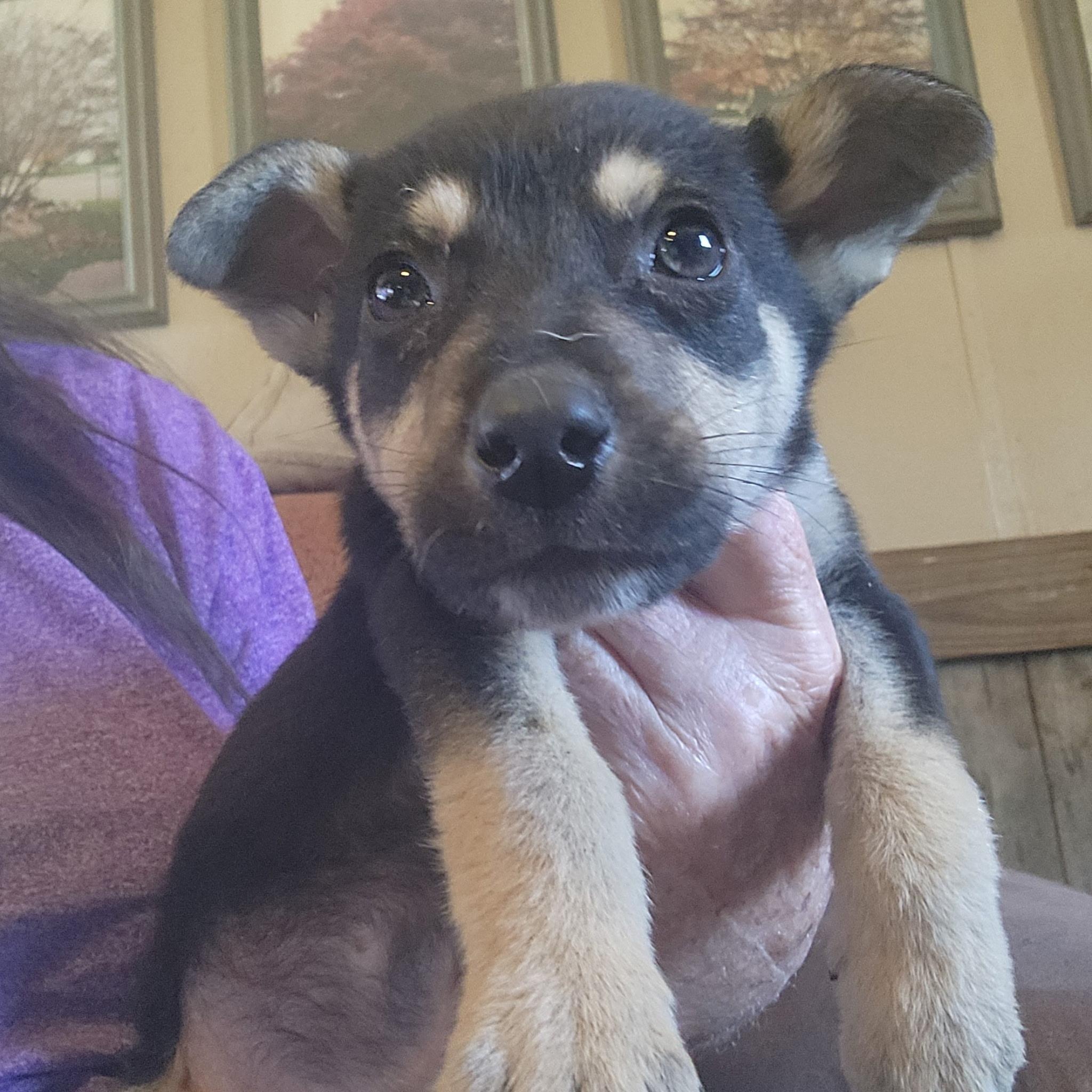 Peppers — thumbnail 2