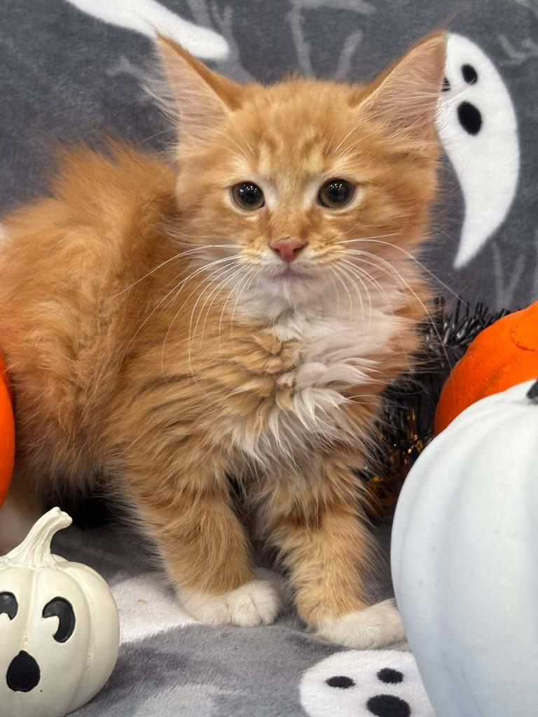 MYERS, Adoptable, Kitten Male Domestic Medium Hair.