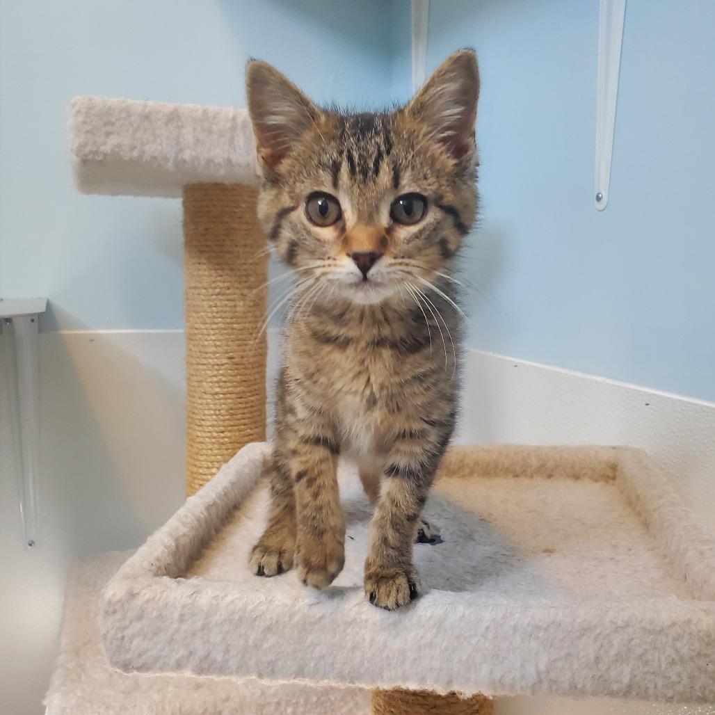 Petal, Adoptable, Kitten Female Domestic Short Hair.