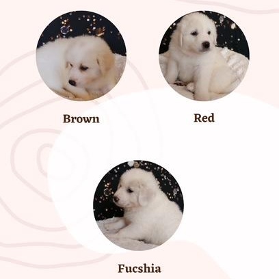 Dog for adoption - Candie&rsquo;s Pups, a Great Pyrenees &amp; Golden 